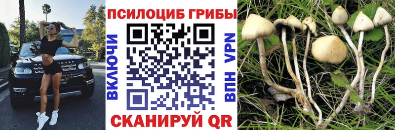 Галлюциногенные грибы Psilocybe  Купить закладки  Беслан 